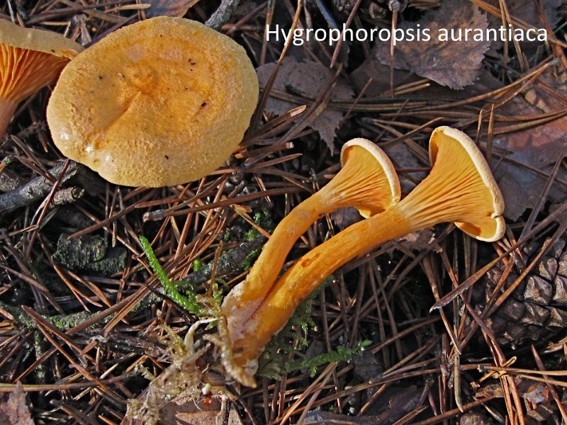 Hygrophoropsis aurantiaca-amf801.jpg - Hygrophoropsis aurantiaca ; Syn1: Clitocybe aurantiaca ; Syn2: Cantharellus aurantiacus ; Nom français: Fausse-girolle